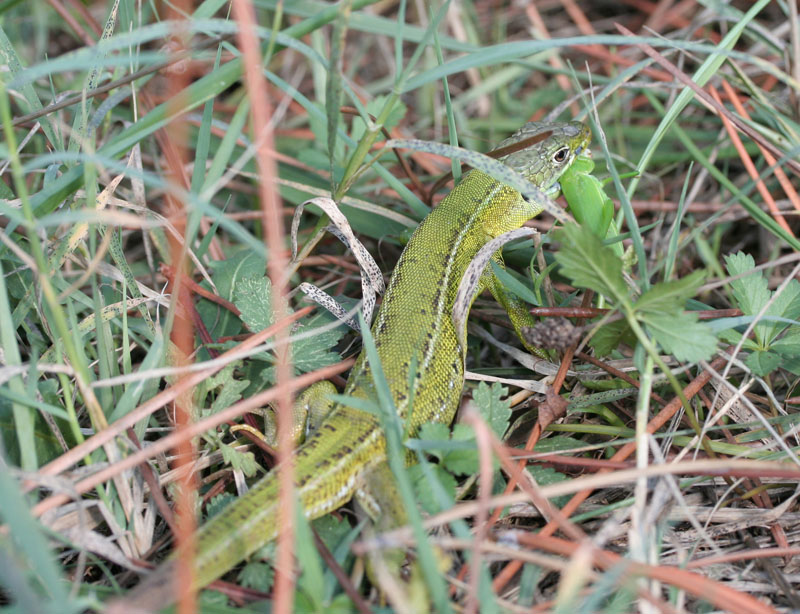 Pranzo del ramarro Lacerta bilineata